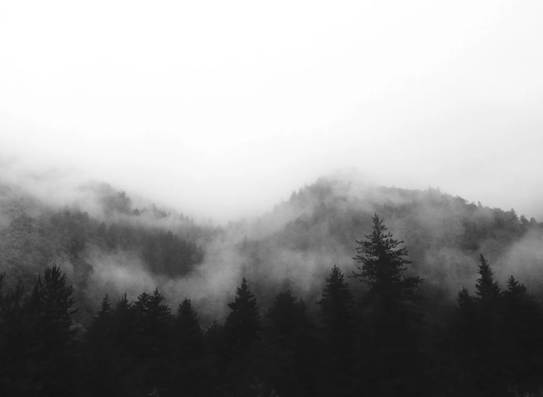 A ridge of pine forest disappearing into heavy fog